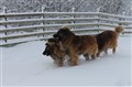 Vovvar i snön2 100.jpg