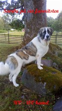 Pyreneisk Mastiff Samba