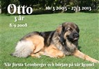 Leonberger Otto