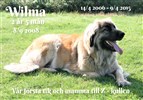 Leonberger Wilma