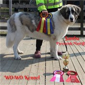 Pyreneisk Mastiff Samba