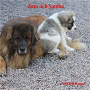 Pyreneisk Mastiff Samba