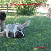 Pyreneisk Mastiff Samba