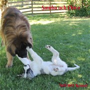 Pyreneisk Mastiff Samba