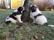 Pyreneisk Mastiff Laban och Fiona