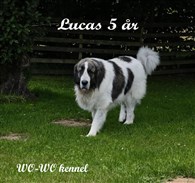 Pyreneisk Mastiff Lucas