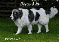 Pyreneisk Mastiff Lucas
