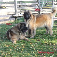 Leonberger