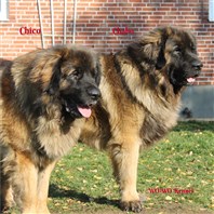 Leonberger