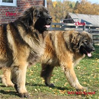 Leonberger