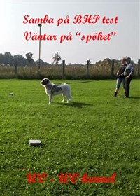 Pyreneisk Mastiff Samba