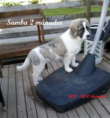 Pyreneisk Mastiff Samba