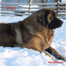 Leonberger