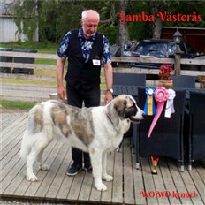 Pyreneisk Mastiff Samba