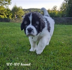 Pyreneisk Mastiff valp 6 veckor