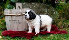 Pyreneisk Mastiff Laban