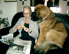 Leonberger, bild 2