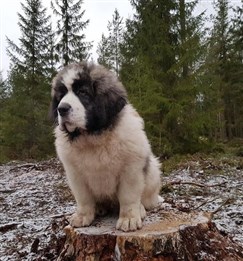 Pyreneisk Mastiff Laban