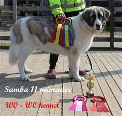 Pyreneisk Mastiff Samba