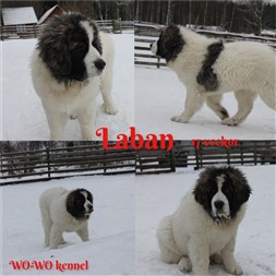 Pyreneisk Mastiff Laban