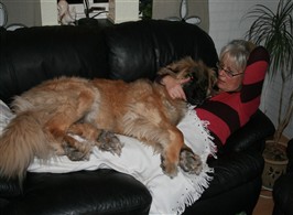 Leonberger,bild 1.