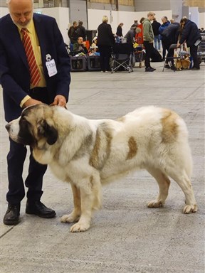 Pyreneisk Mastiff Otto