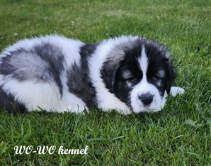 Pyreneisk Mastiff valp 6 veckor