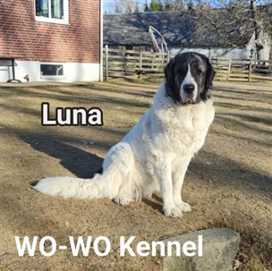 Pyreneisk Mastiff Luna