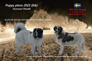 pyreneisk Mastiff