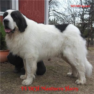 Pyreneisk Mastiff Harry