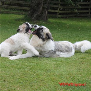 Pyreneisk Mastiff