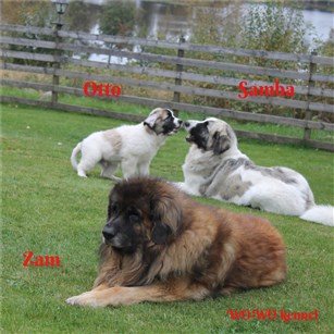 Pyreneisk Mastiff Otto och Samba