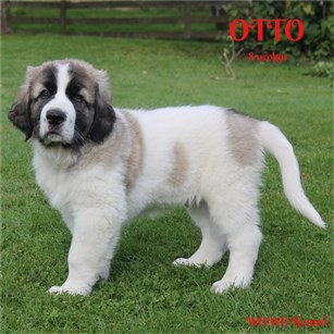 Pyreneisk Mastiff