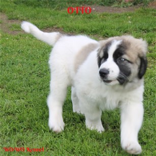 Pyreneisk Mastiff, Otto.1