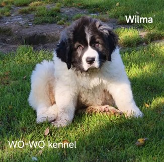 Pyreneisk Mastiff Wilma