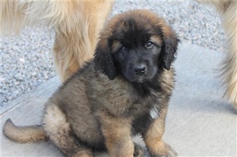 Leonberger Laban