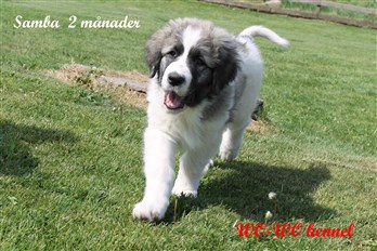 Pyreneisk Mastiff Samba