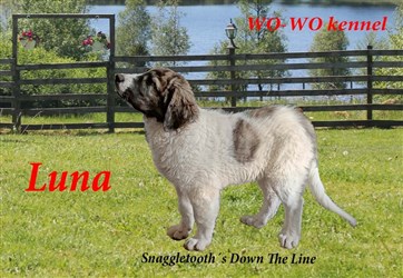 Pyreneisk Mastiff Luna