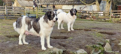 Pyreneisk Mastiff