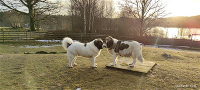 Pyreneisk Mastiff