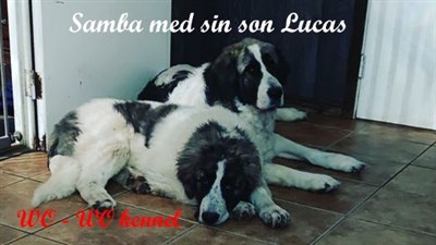 Pyreneisk Mastiff Samba och Lucas