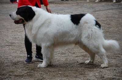 Pyreneisk Mastiff