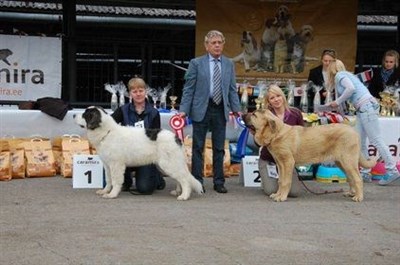 Pyreneisk Mastiff