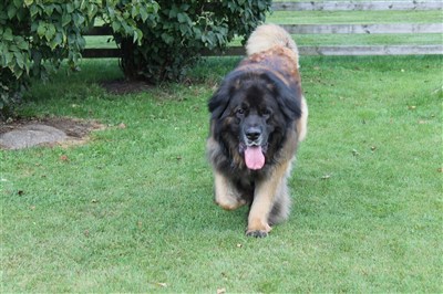 Leonberger Bobbo. Bild 2