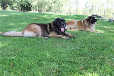 Leonberger Princess och Bobbo Bild 4