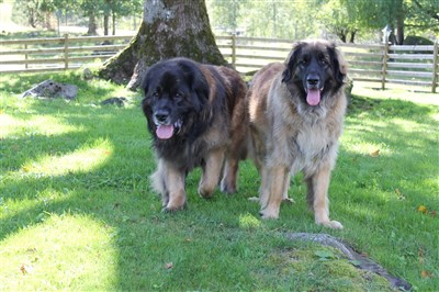 Leonberger Princess och Bobbo. Bild 5