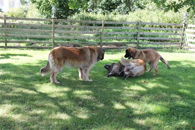 Leonberger lek med Freddy