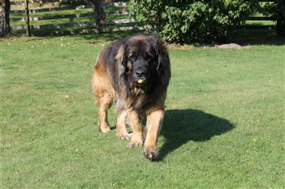 Leonberger Laban