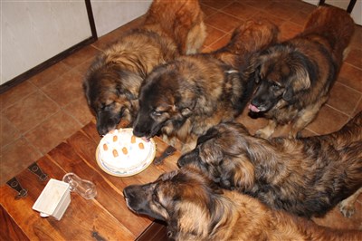 Leonberger 8 år