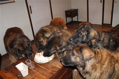 Leonberger 8 år
